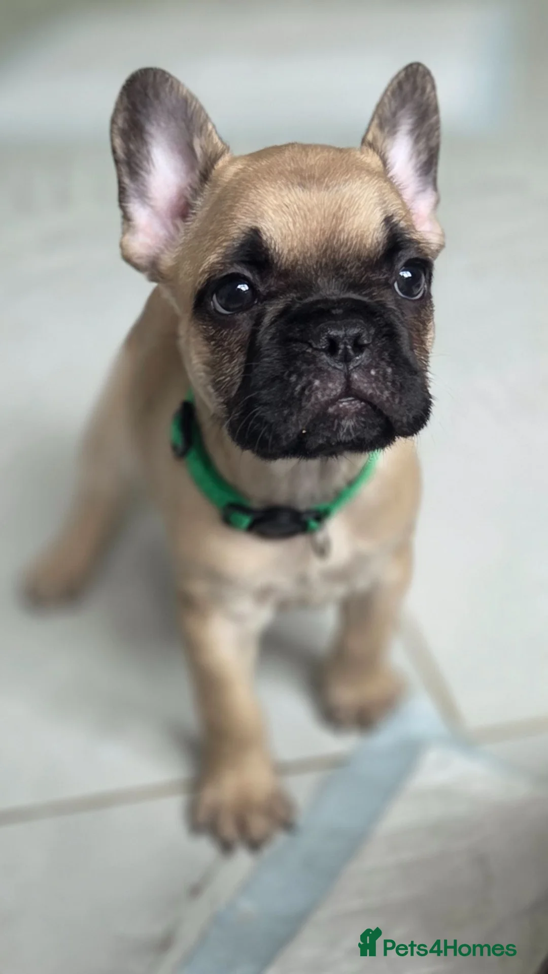 French Bulldog dogs for sale: Ready to collect  - Advert 2