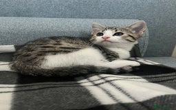 Mixed Breed cats for sale: Bengal x British long hair kittens  - Image 11
