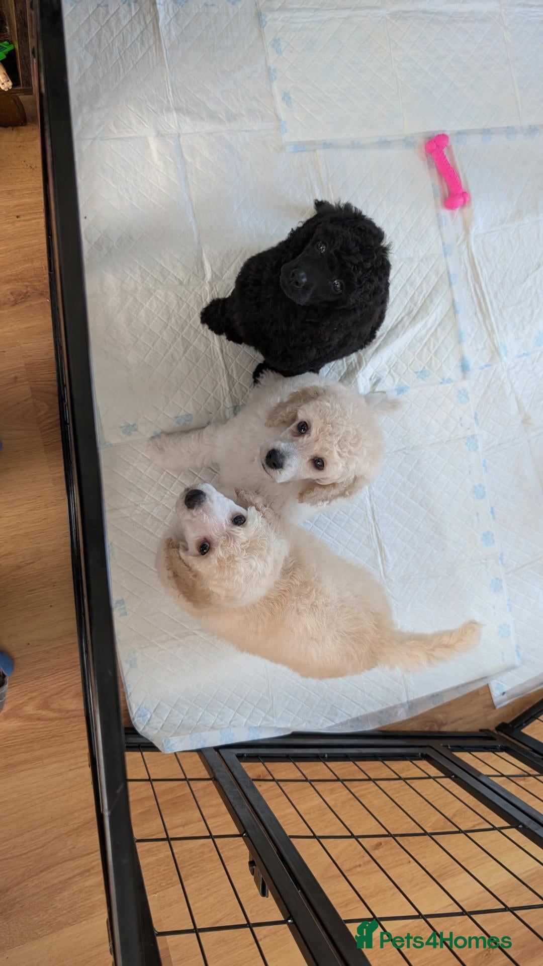 Mixed Breed dogs Exceptional moyen poodle puppies  - Advert 15