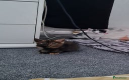 Mixed Breed cats for sale: Kittens - Image 1