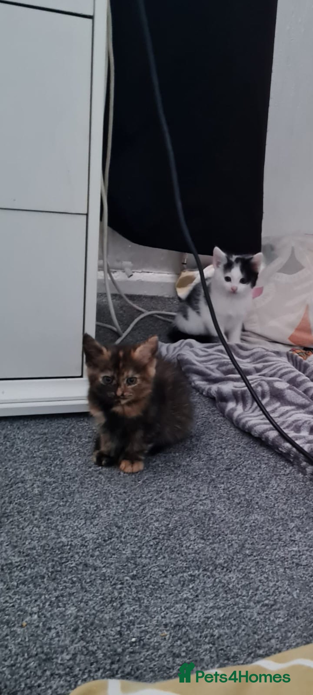 Mixed Breed cats for sale: Kittens - Image 1