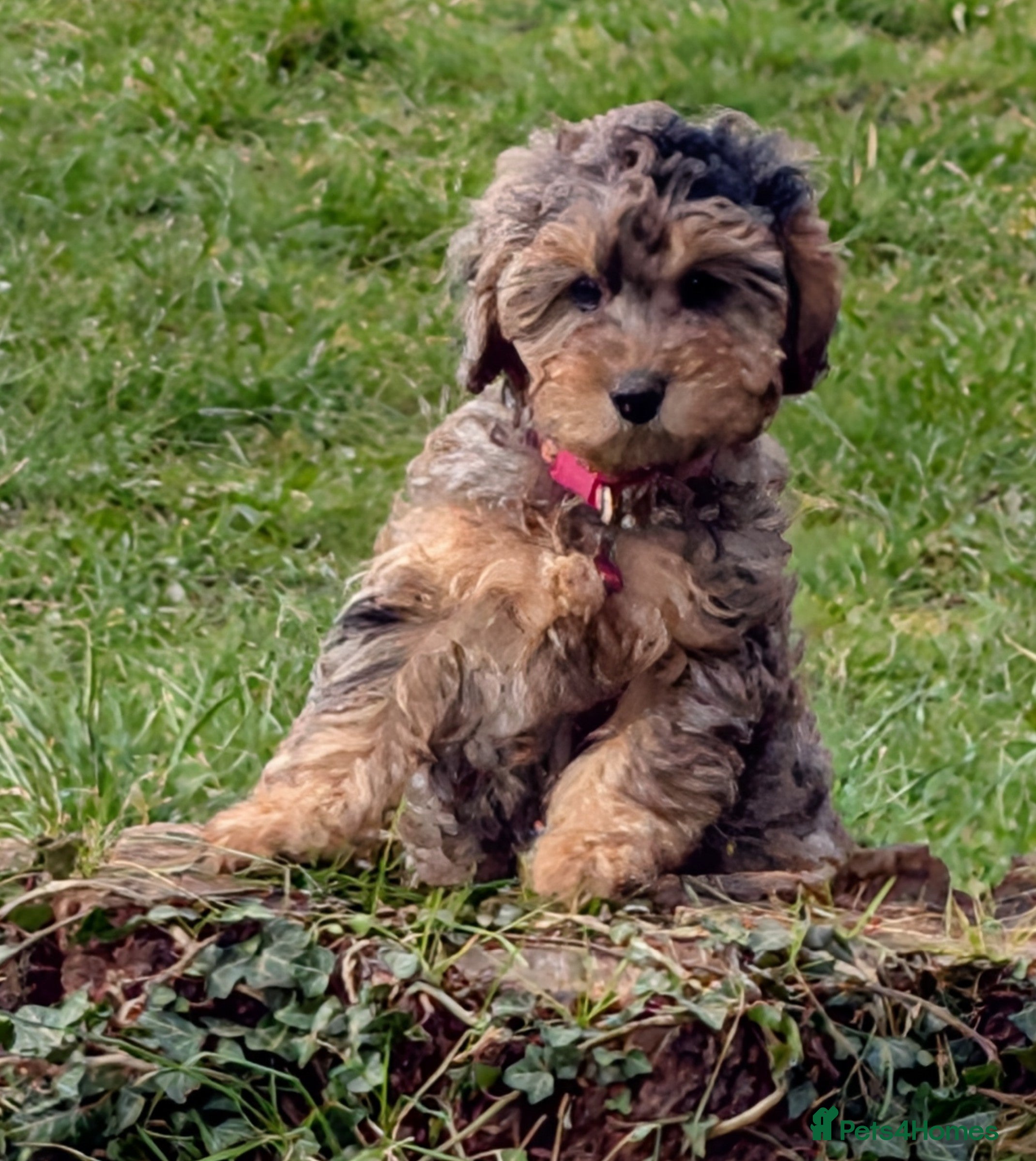 Cockapoo dogs Cockapoo Pups Miniatures 🐾Perfect😍- DNA Cleared - Advert 2