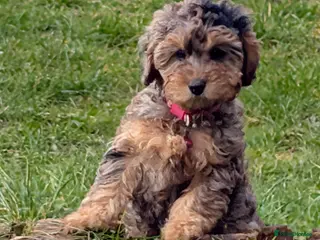 Cockapoo dogs Cockapoo Pups Miniatures 🐾Perfect😍- DNA Cleared - Advert 2