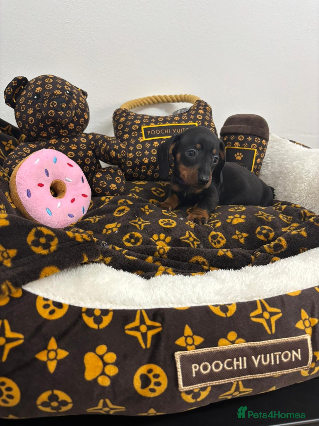 Miniature Dachshund dogs for sale: beautiful miniature dachshund puppies available  - Advert 20