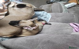 French Bulldog dogs for sale: French bulldog puppy  - Image 6