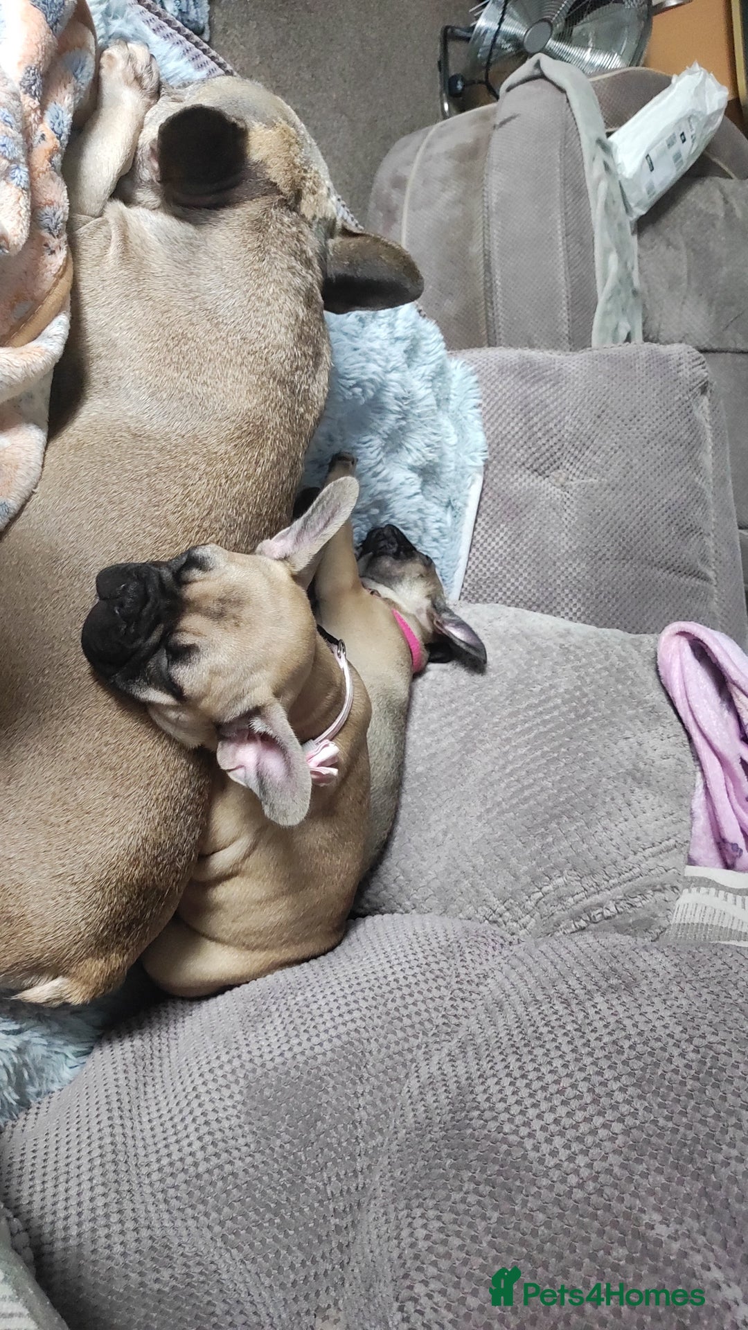 French Bulldog dogs for sale: French bulldog puppy  - Image 6