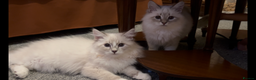 Siberian cats for sale: Sweet human friendly Siberians  - Advert 7