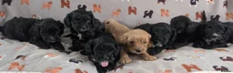 Cavapoo dogs for sale: Beautiful & Quality DNA Clear F1 Cavapoo puppies  - Advert 14