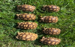 Tortoise reptiles for sale: Sulcata Hatchlings  - Image 3