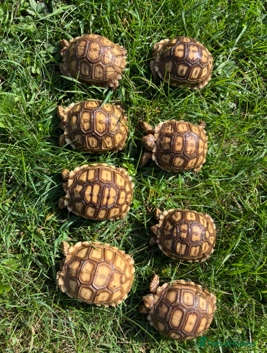Tortoise reptiles for sale: Sulcata Hatchlings  - Image 3