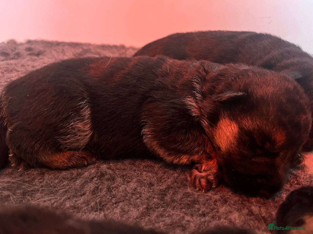 German Shepherd dogs for sale: Litter of puppies with a World Class Pedigree  - Advert 8