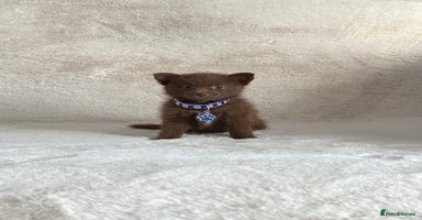 Pomsky dogs - Advert 1