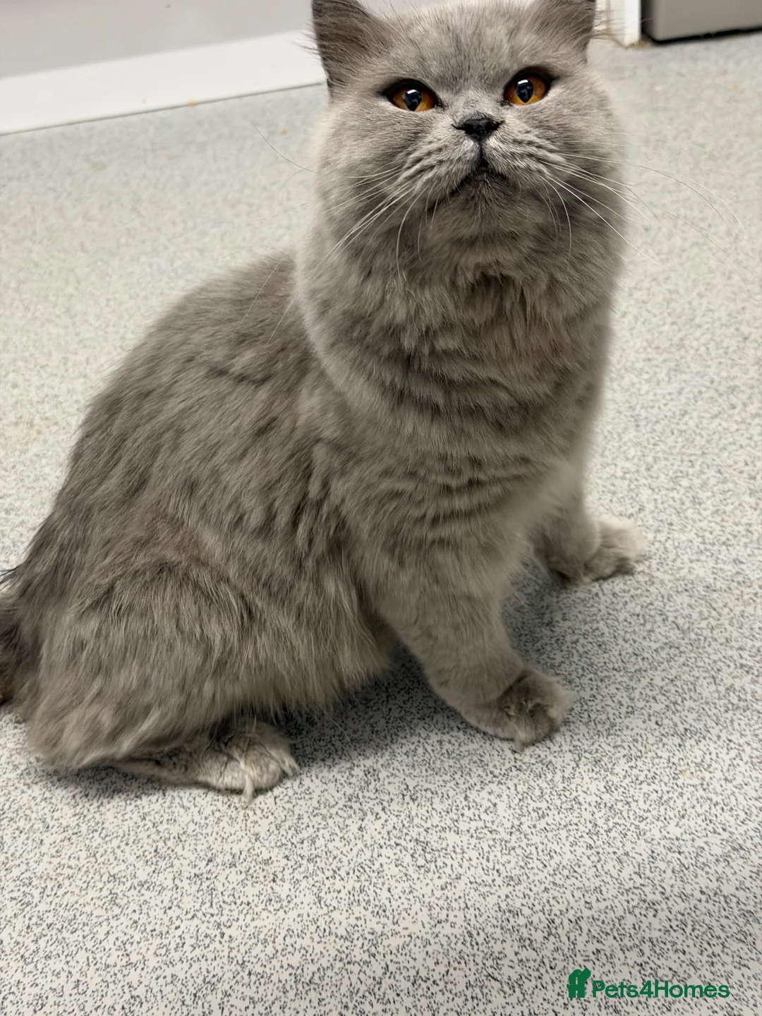 British Longhair cats for sale: Incredible BLH kittens GCCF registered  - Advert 16
