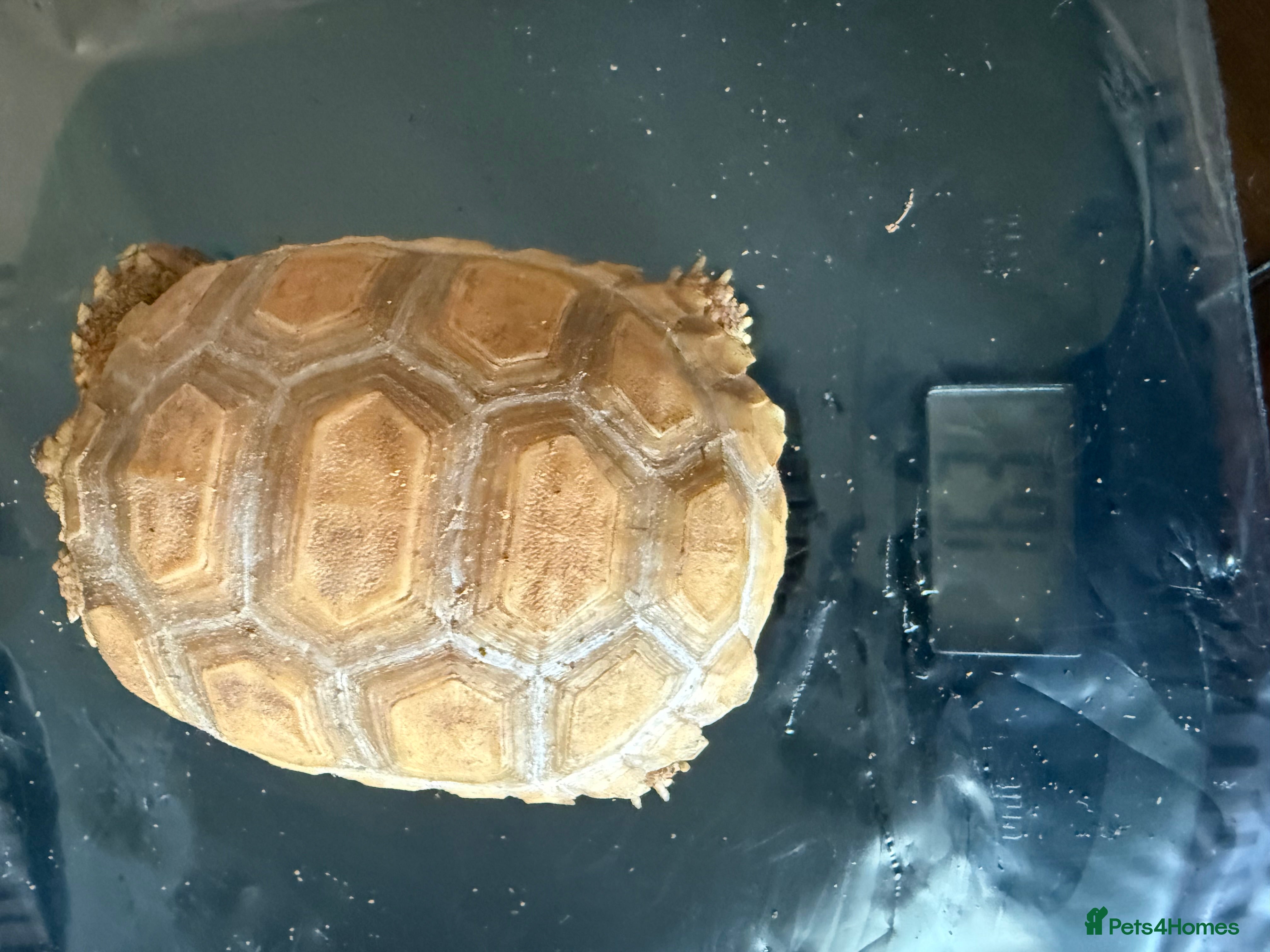 Tortoise reptiles Sulcata  - Advert 6