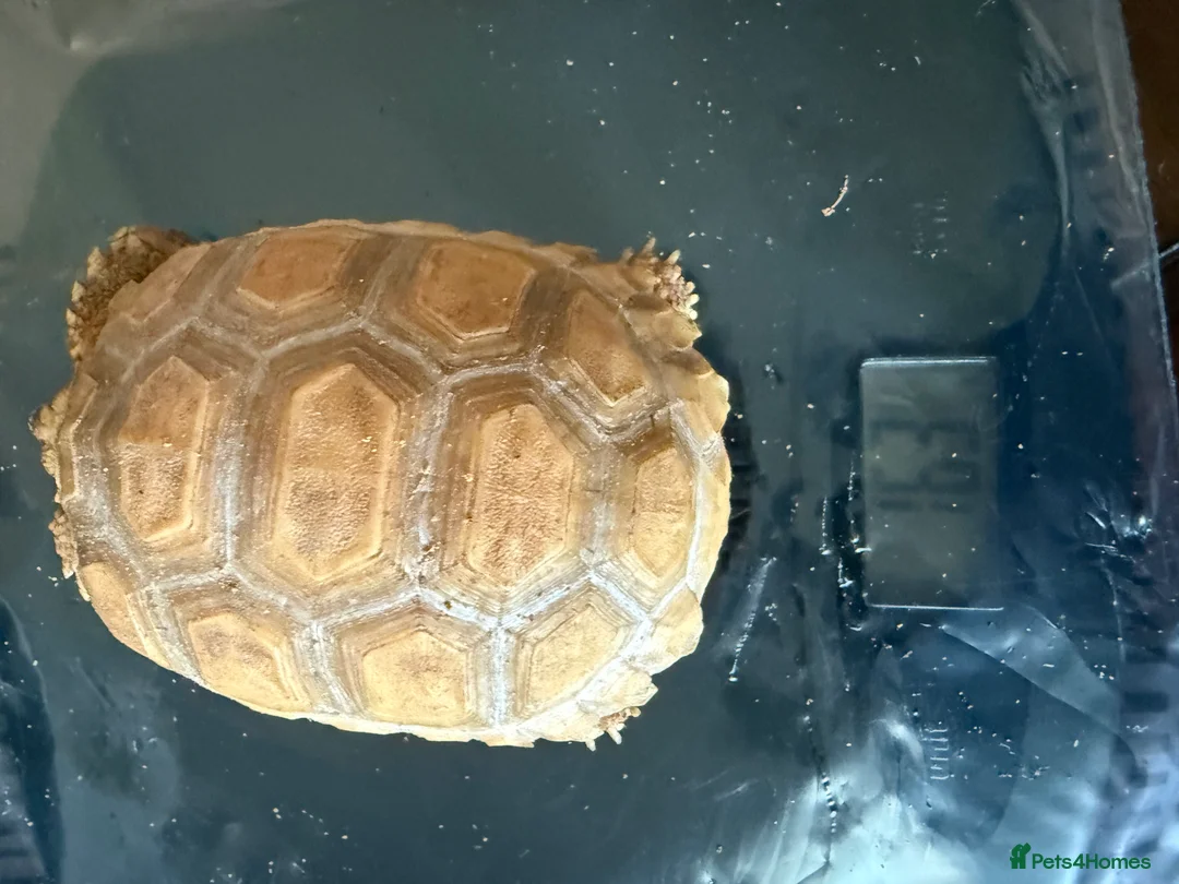Tortoise reptiles for sale: Sulcata  - Advert 1
