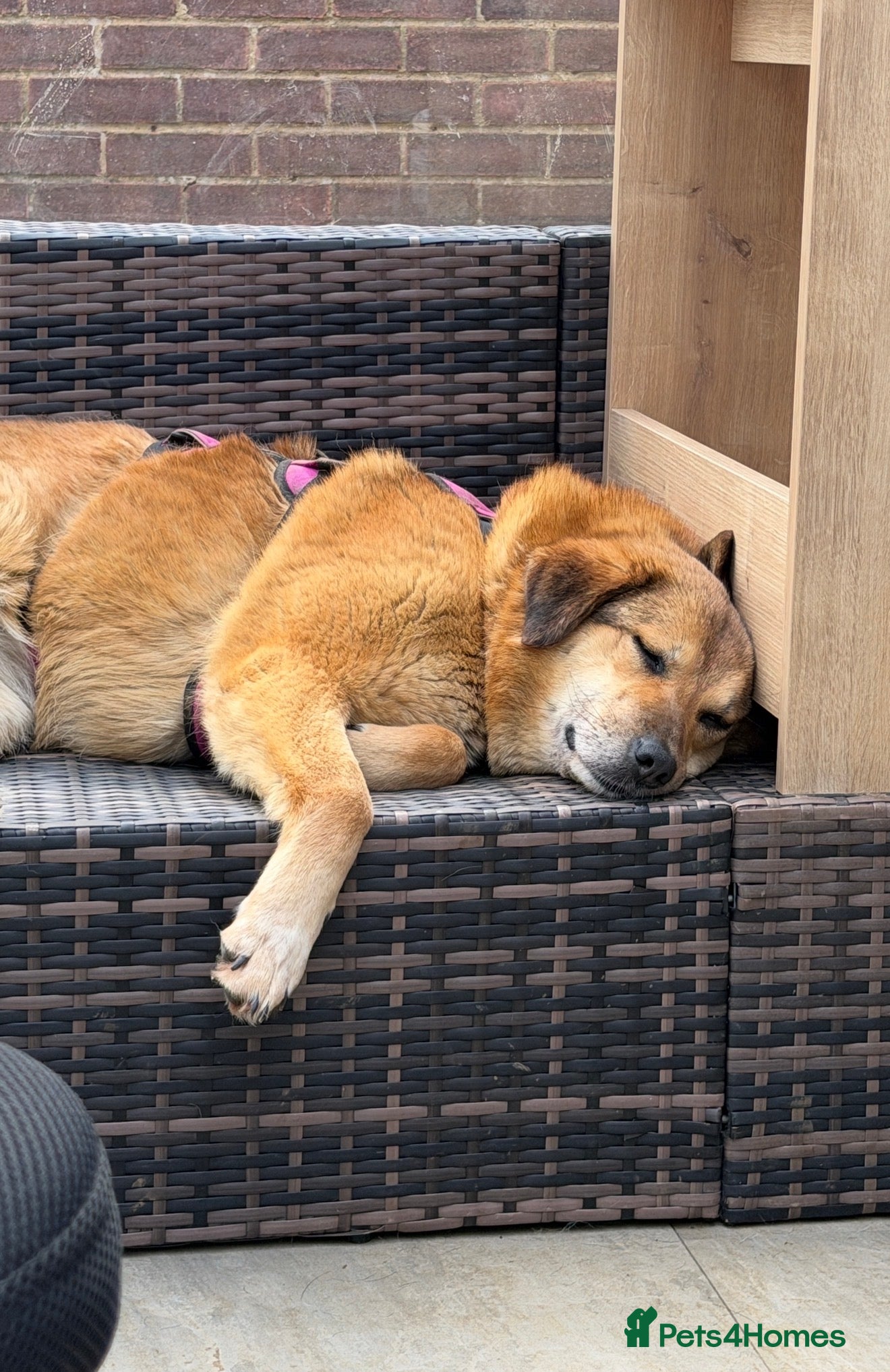 Mixed Breed dogs 🧡 Sweet Muffin Needs A Peaceful Loving Home! - Advert 1