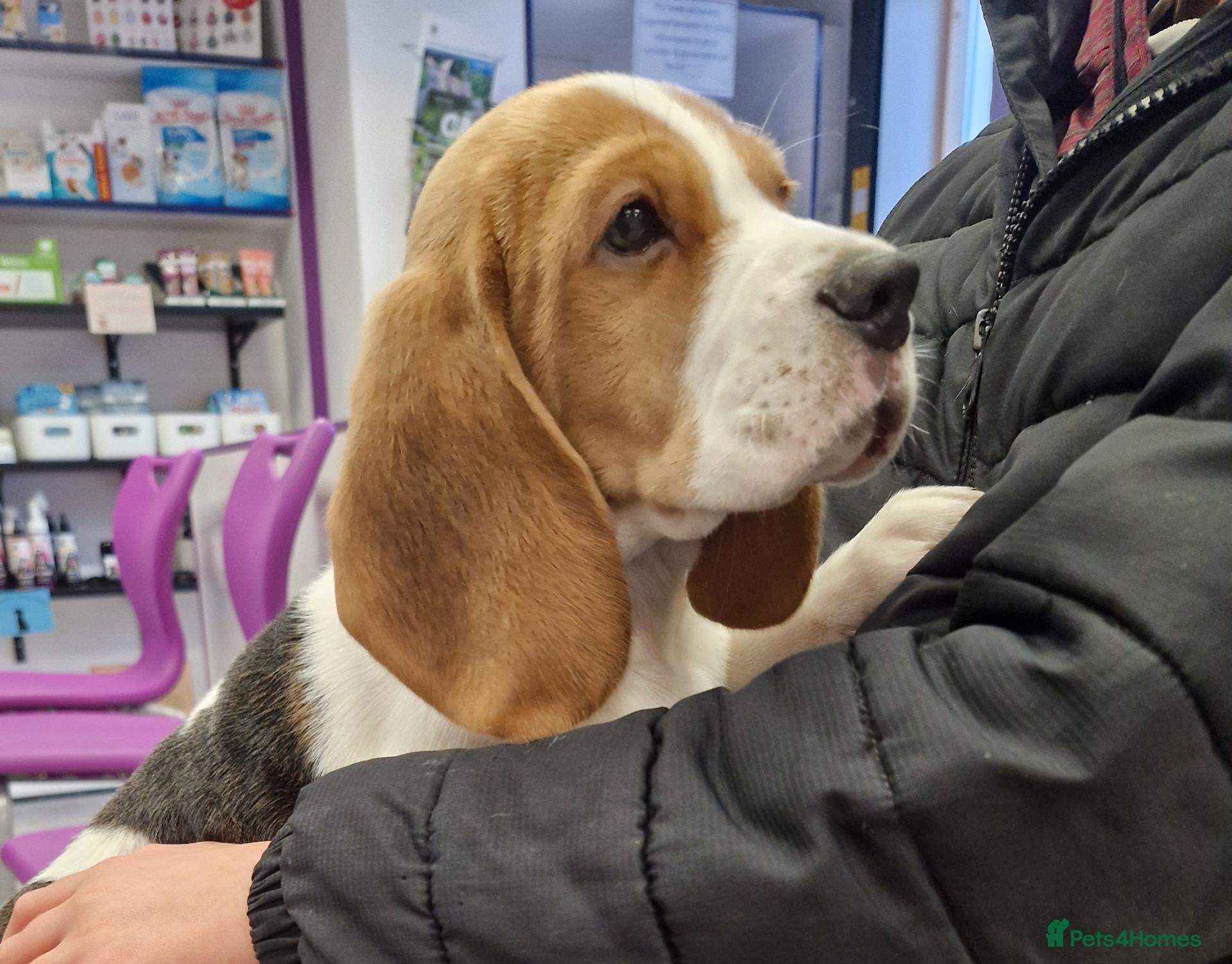 Beagle dogs for sale: 5 gen kc registered beagles - Advert 1