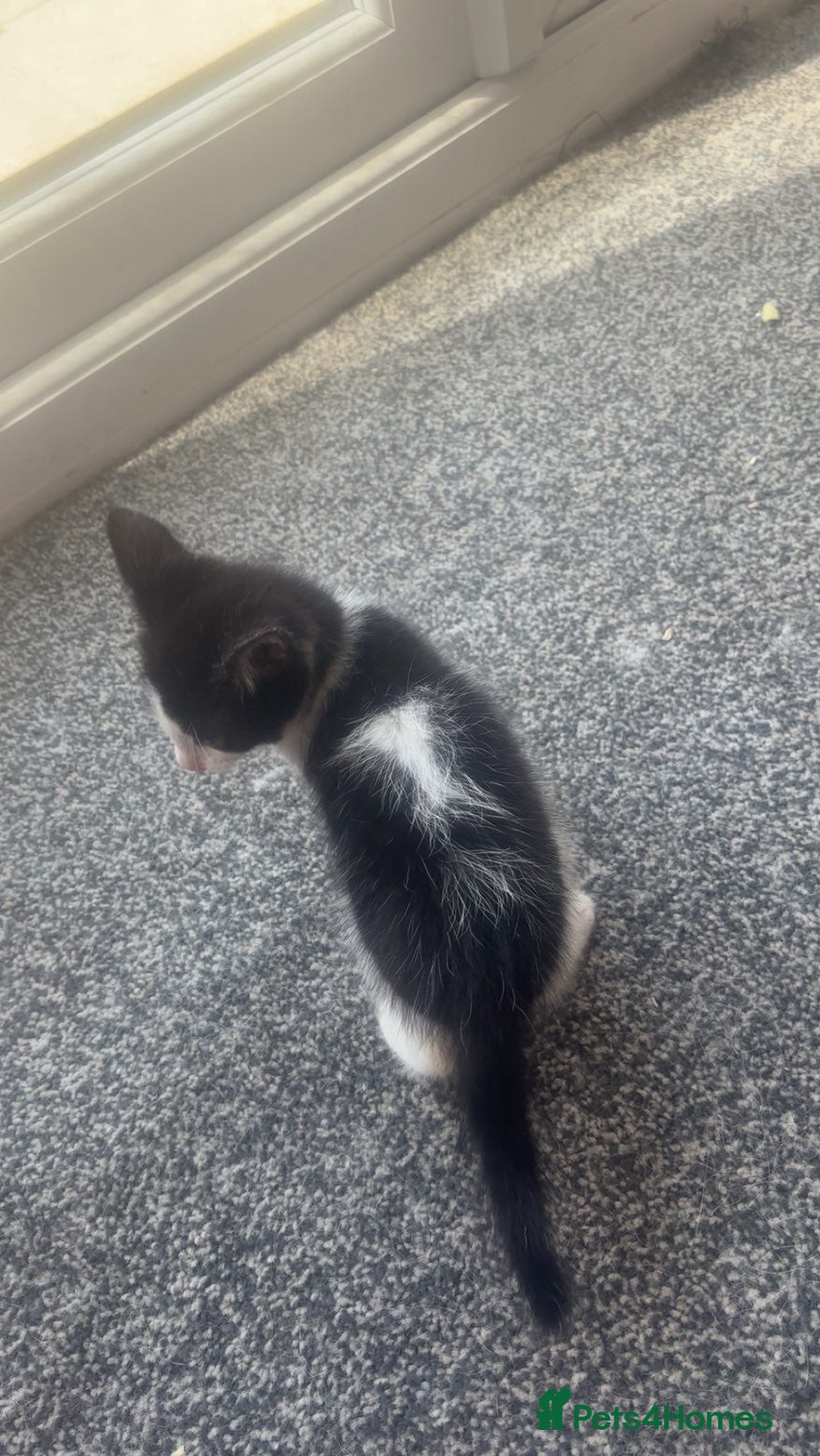 Mixed Breed cats Lovely male kitten - Advert 2