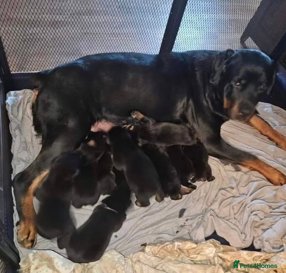 Rottweiler dogs for sale: Loving Rottweiler Puppies for Forever Homes - Advert 14
