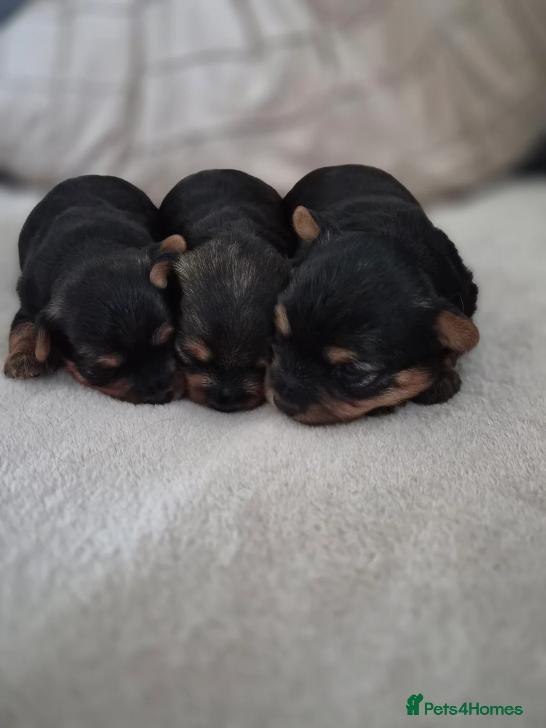 Yorkshire Terrier dogs for sale: yorkshire terrier  - Advert 1