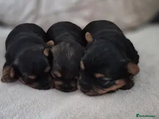 Yorkshire Terrier dogs yorkshire terrier - Advert 17