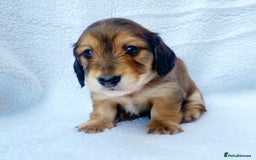 Miniature Dachshund dogs for sale: Miniature Dachshund puppies  - Image 7