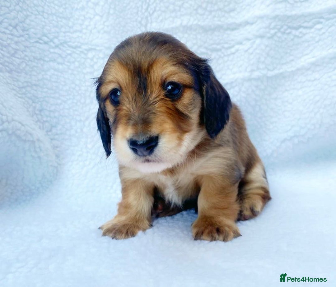 Miniature Dachshund dogs for sale: Miniature Dachshund puppies  - Image 7