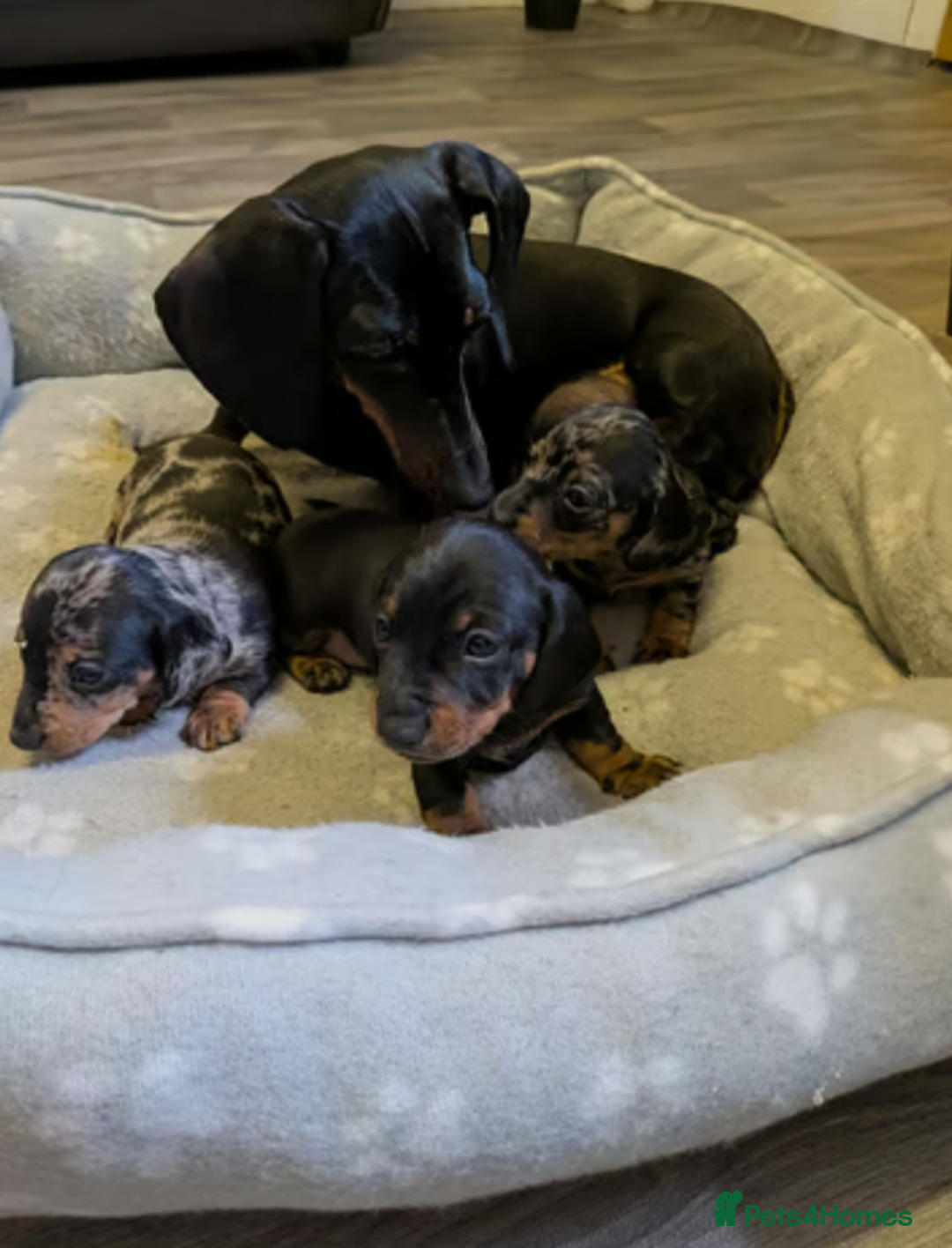 Miniature Dachshund dogs for sale: Beautiful Miniature Dachshunds Puppies - Image 8