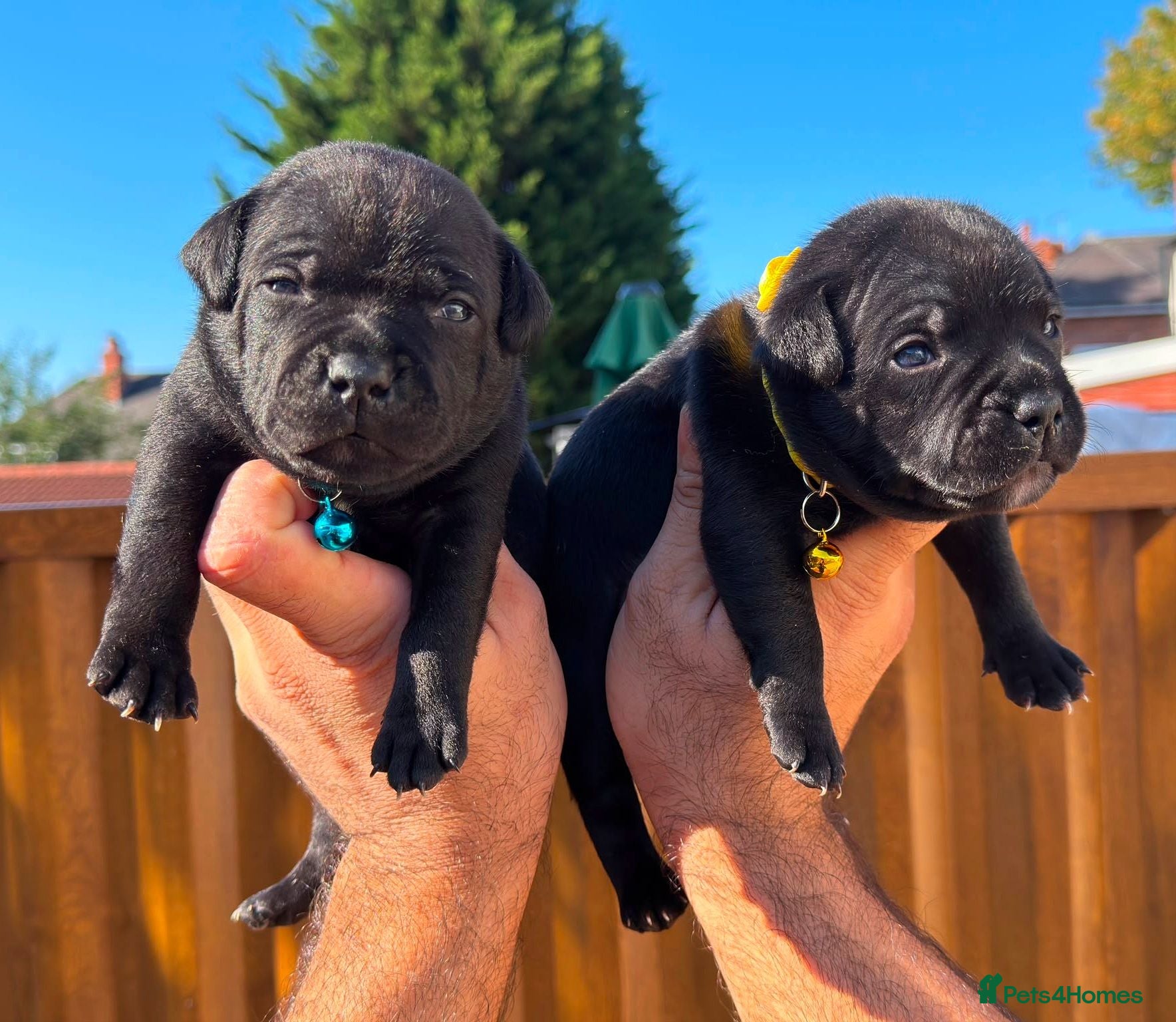 Staffordshire Bull Terrier dogs Solid Black Staff Puppies short & stocky Type  - Advert 1