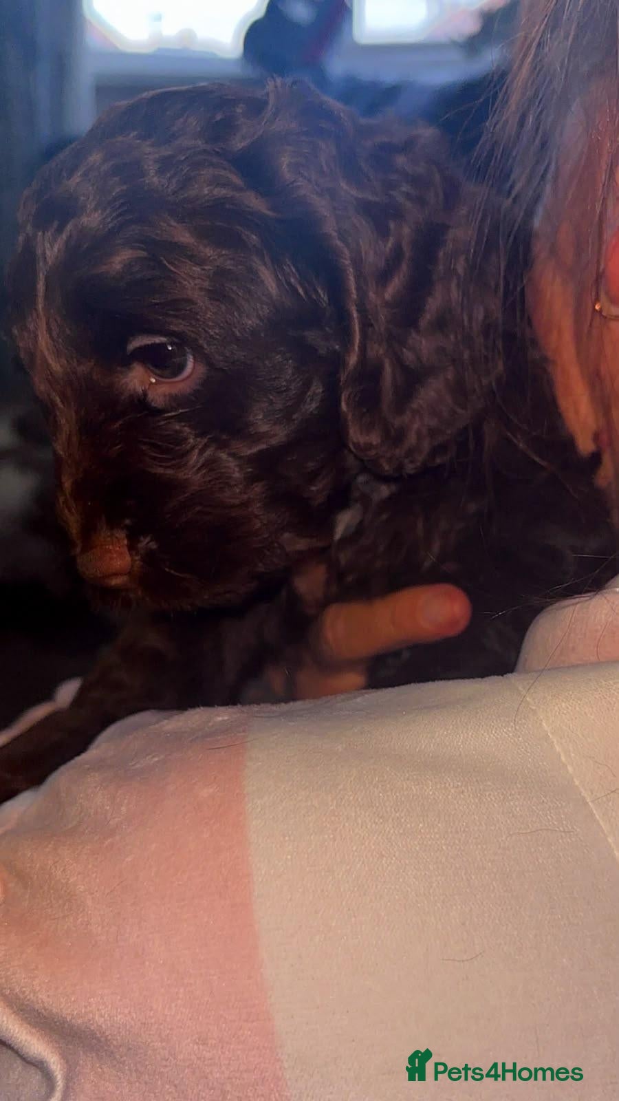 Cockapoo dogs 4 beautiful cockapoo pups all boys - Advert 2