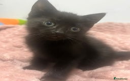 Mixed Breed cats for sale: 3 cute female kittens for sale  - Image 6