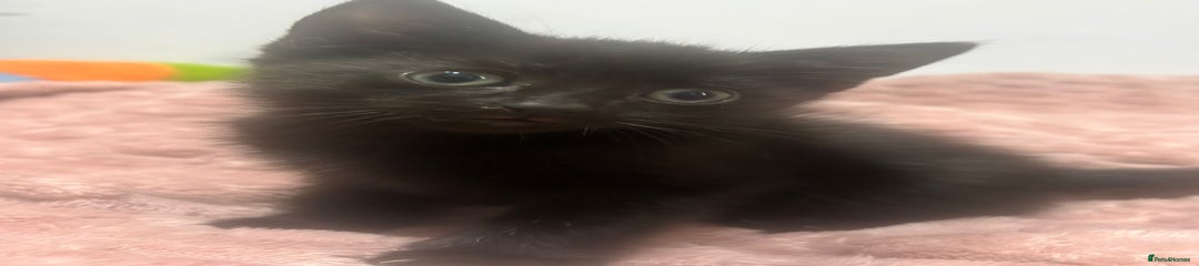 Mixed Breed Kitten 1