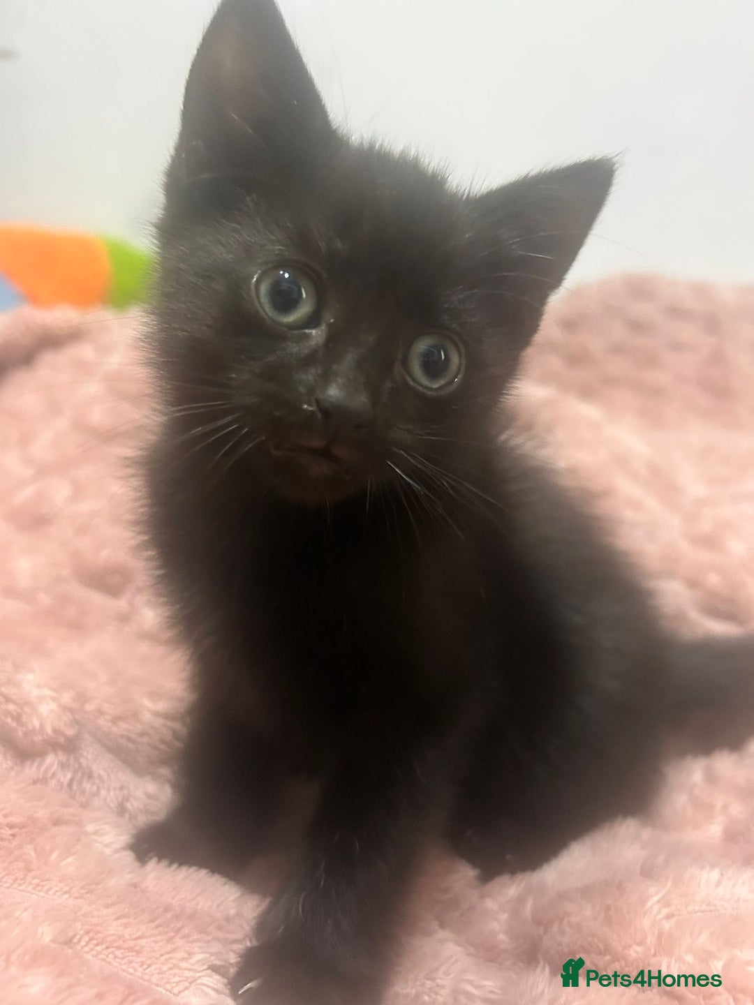 Mixed Breed cats for sale: 3 cute female kittens for sale  - Image 6