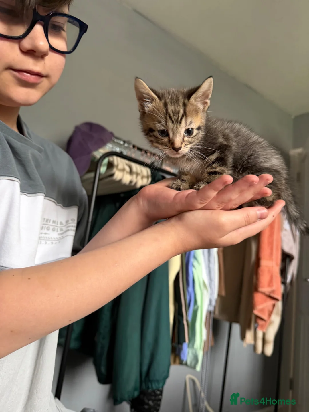 Mixed Breed cats for sale: Kittens for sale  - Advert 2