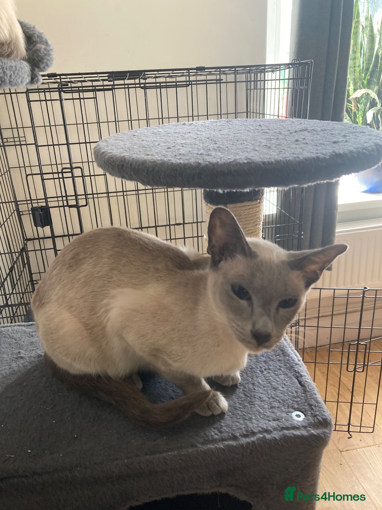 Siamese cats Ragamise kittens  - Advert 2