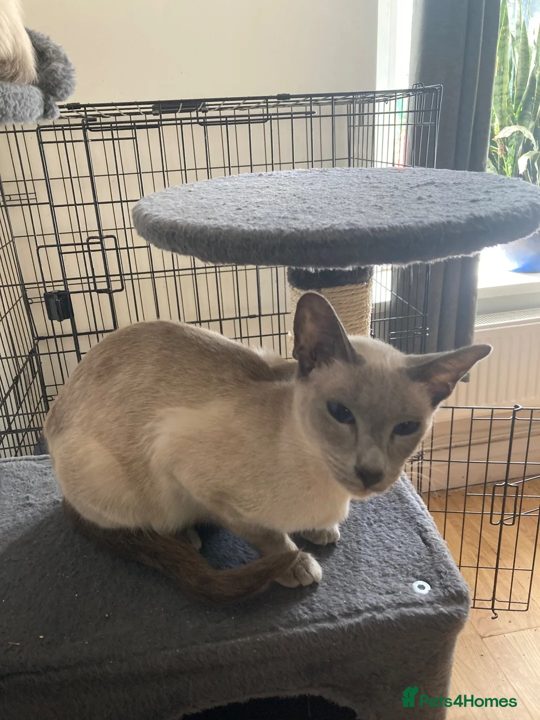 Siamese cats for sale: Ragamise kittens  - Advert 1