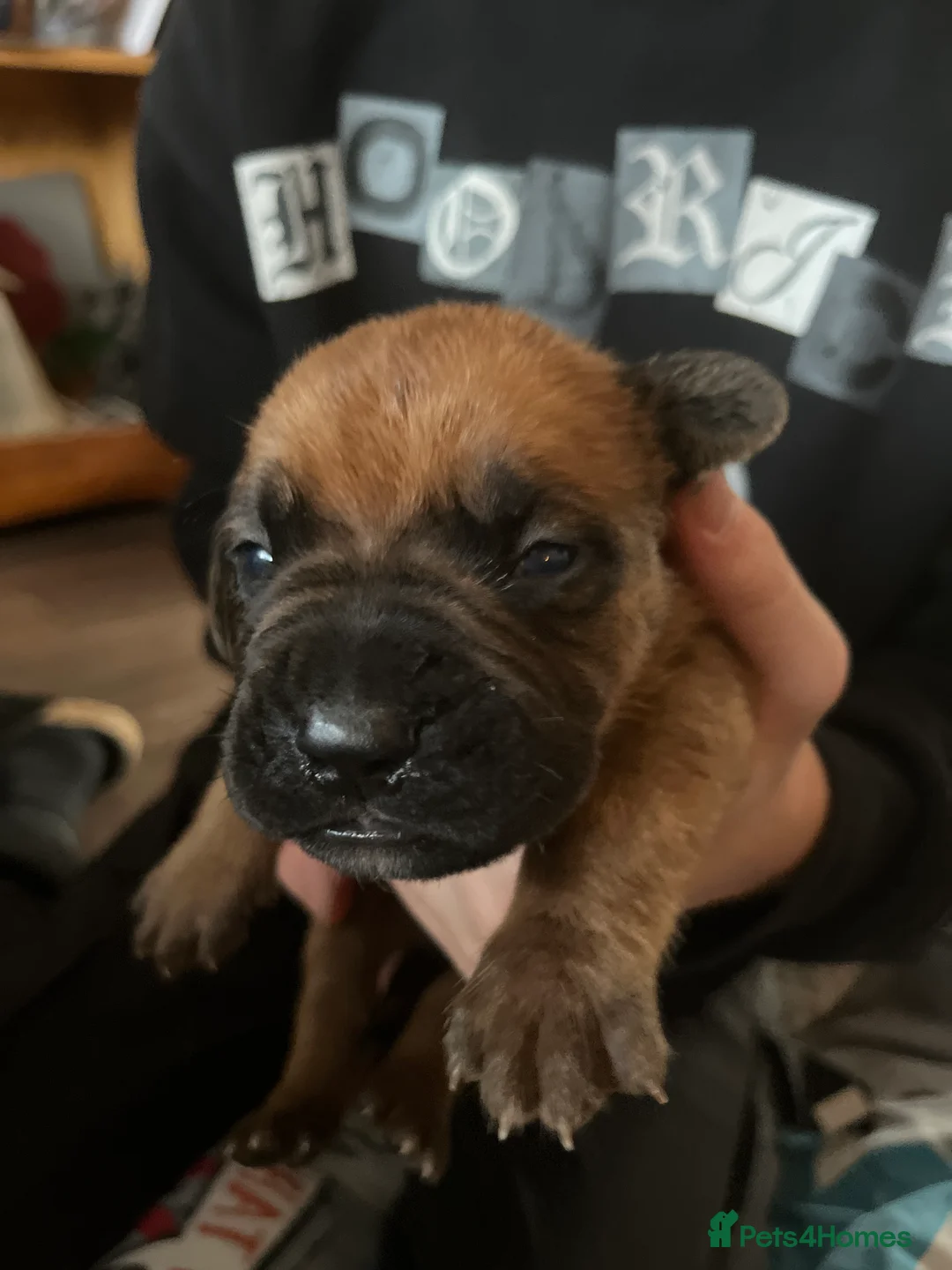 Dogue De Bordeaux dogs for sale: Dogue de Bordeaux puppies - Advert 22