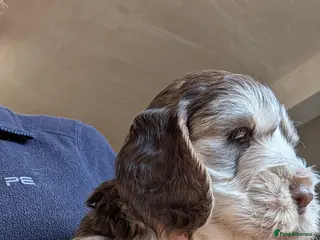 Cockapoo dogs Beautiful show type cockerpoo puppies - Advert 10