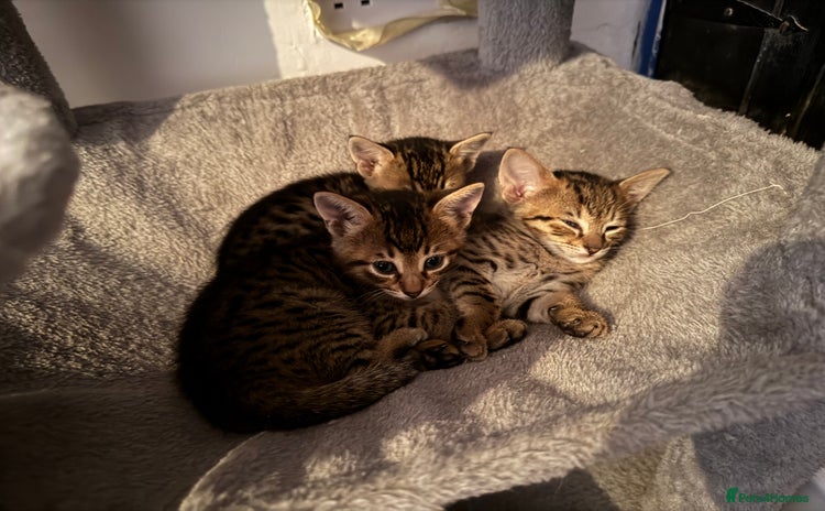 Savannah cats - Advert 1