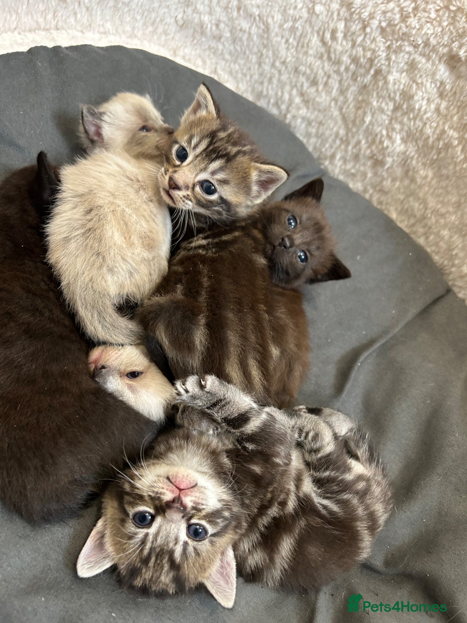 Mixed Breed cats 1 tabby male left  - Advert 9