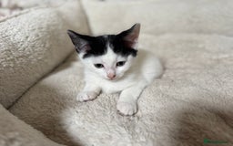 Domestic Shorthair cats for sale: Adorable Kittens Looking for a Loving Home, 🏡 - Image 9