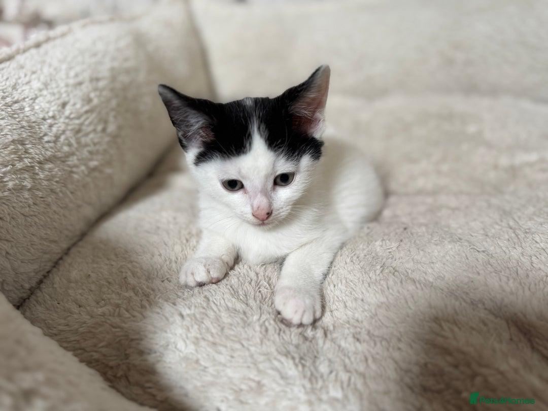 Domestic Shorthair cats for sale: Adorable Kittens Looking for a Loving Home, 🏡 - Image 9