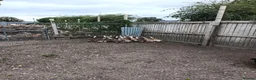 Ducks poultry for sale: POL Indian Runner Ducks in Swindon - Advert 4