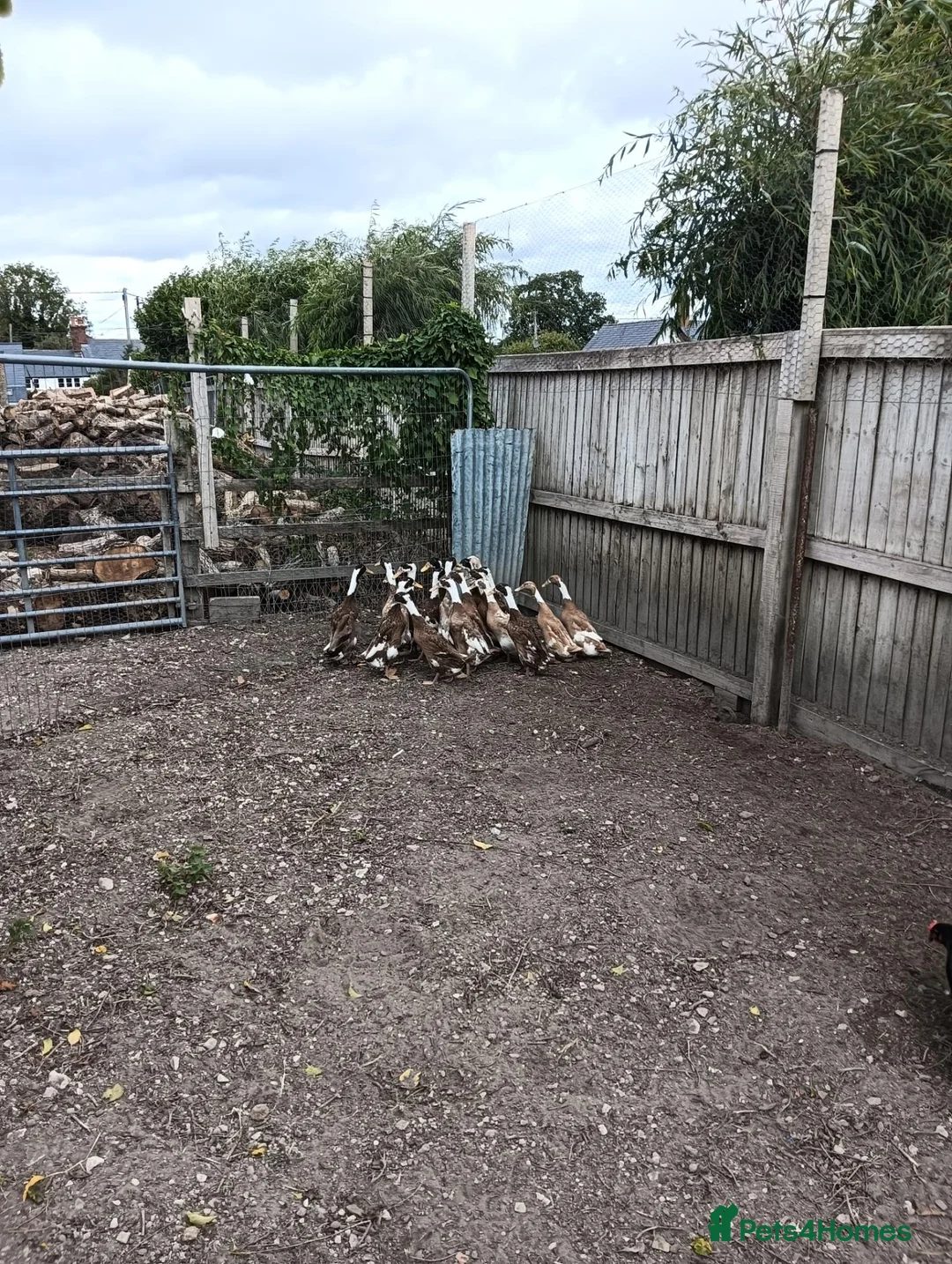 Ducks poultry for sale: POL Indian Runner Ducks in Swindon - Advert 4
