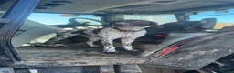 German Shorthaired Pointer dogs for sale: Outstanding versatile German Shorthaired Pointers - Advert 11
