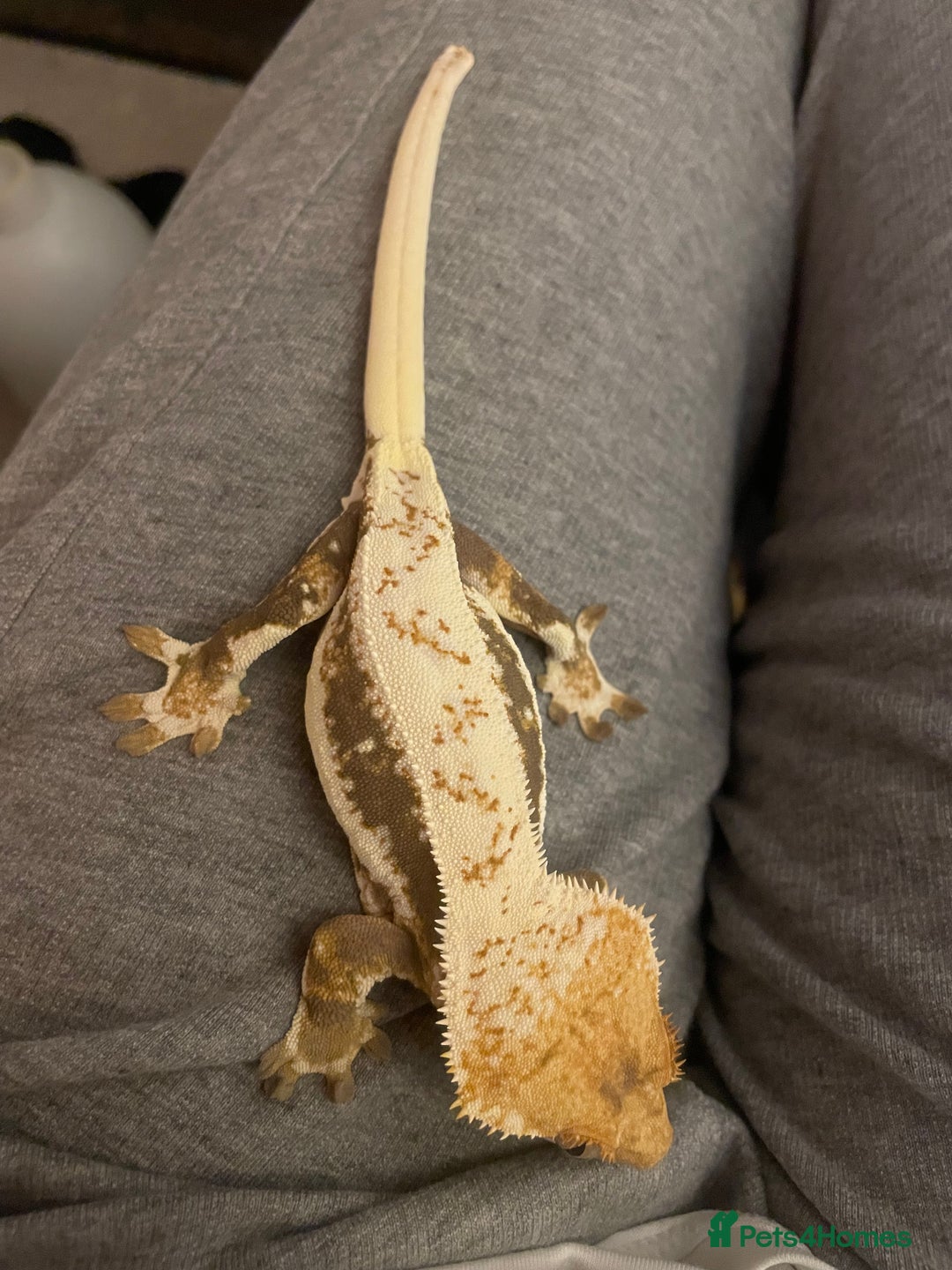 Gecko reptiles for sale: Lily White crested gecko.  - Image 2