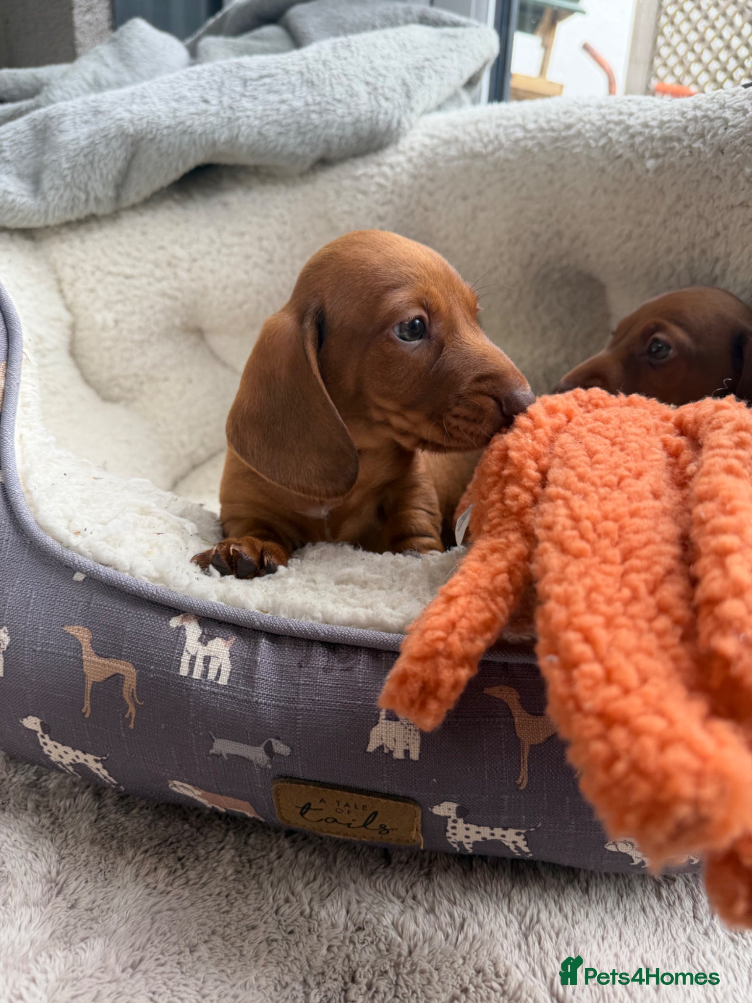 Dachshund dogs Dachshund puppies 🐾 - Advert 4