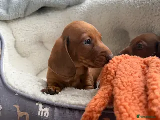 Dachshund dogs Dachshund puppies 🐾 - Advert 4