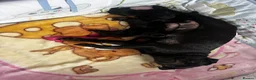 Pug dogs for sale: KC reg pug puppies Puglicious - Advert 3