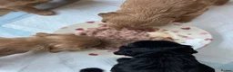 Cocker Spaniel dogs for sale: Working cocker spaniel puppies  - Advert 2
